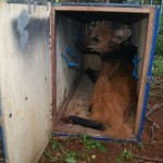 Foto da Policia Militar do Meio Ambiente da cidade de Ibiá/MG